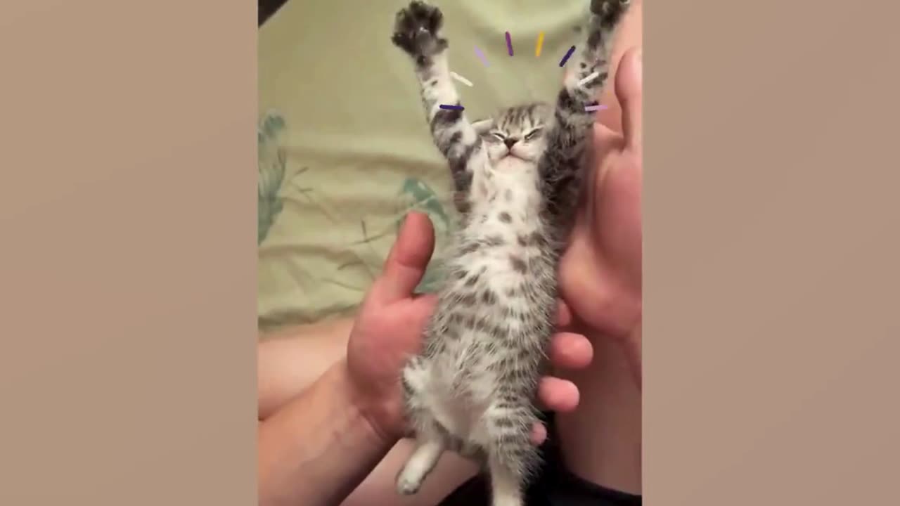 Cute Cats Video