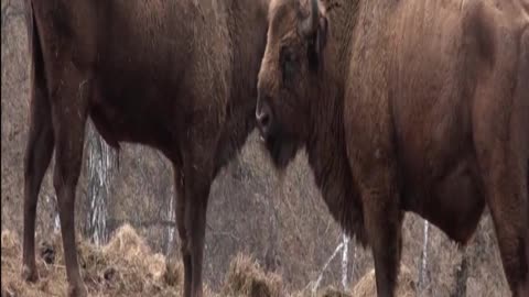 bison