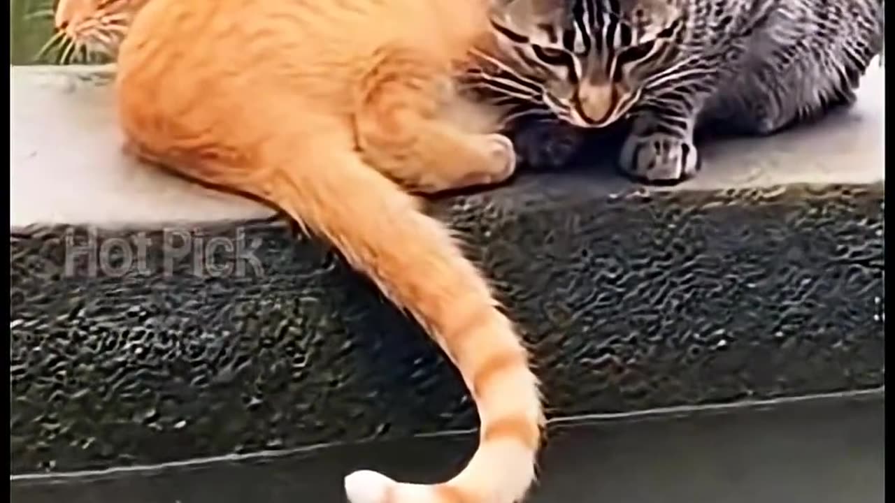 Experienced fishing cat couple