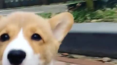 funny animals