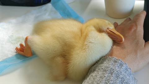 Peeps' Nap hits HARD