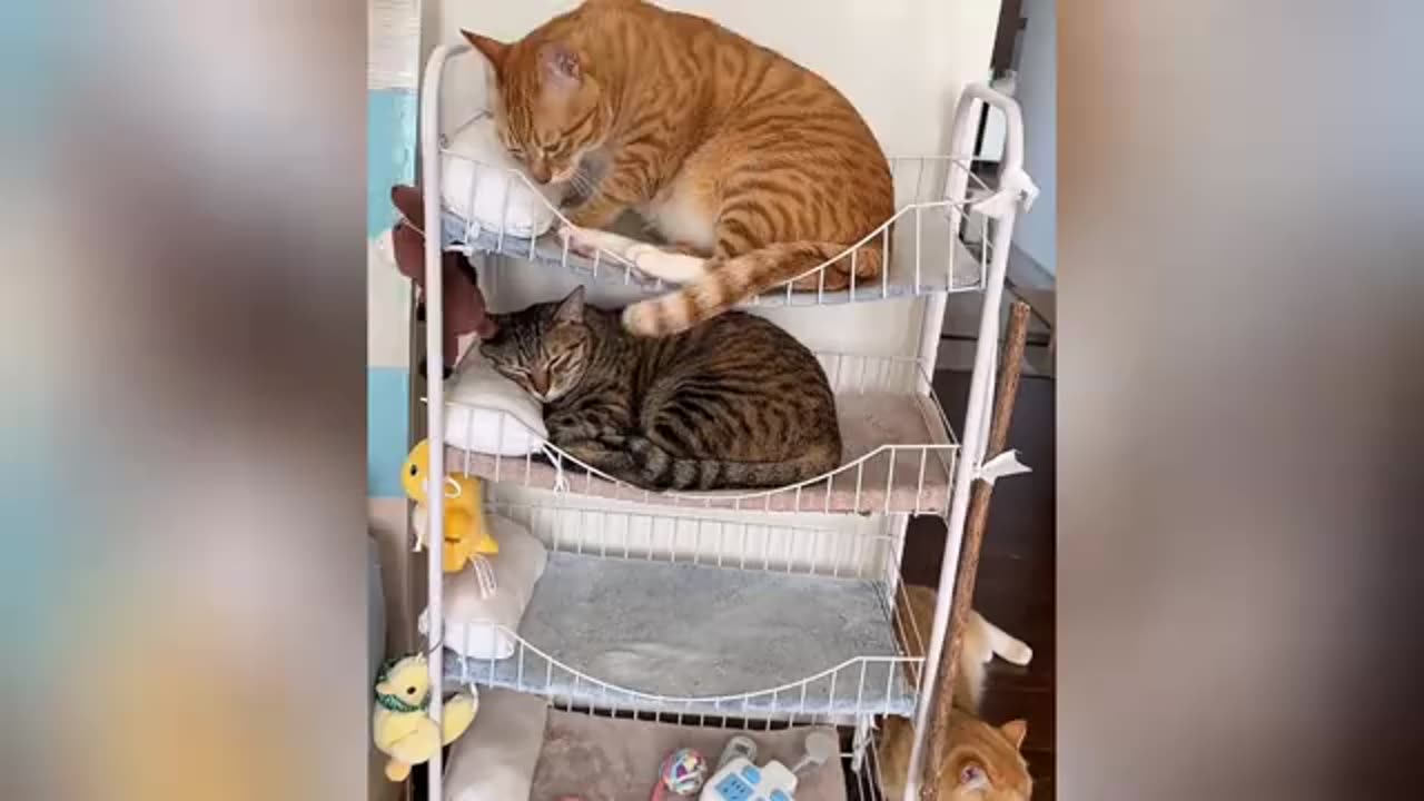The kitten goes to bed comfortably ...
