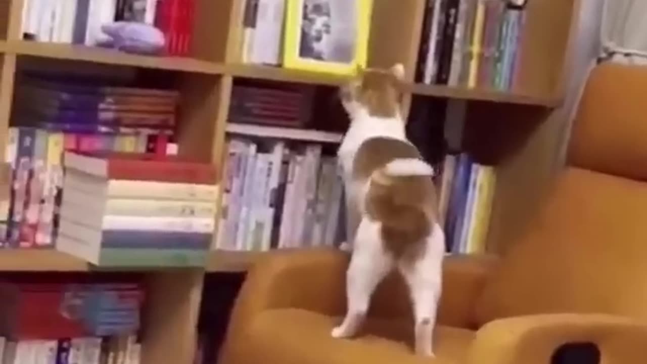 Funny animals