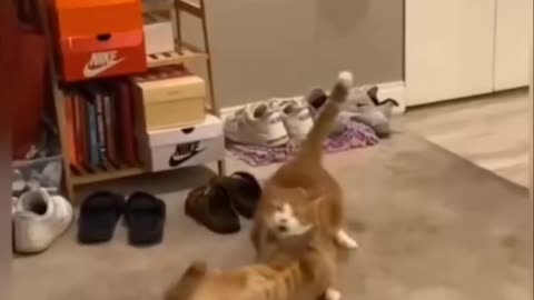 WWE Cat Championship: Ultimate Feline Smackdown!