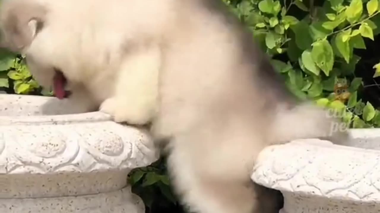 Cat Kitty Play