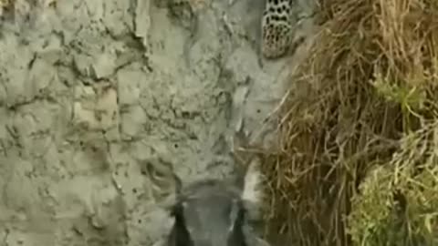 animals