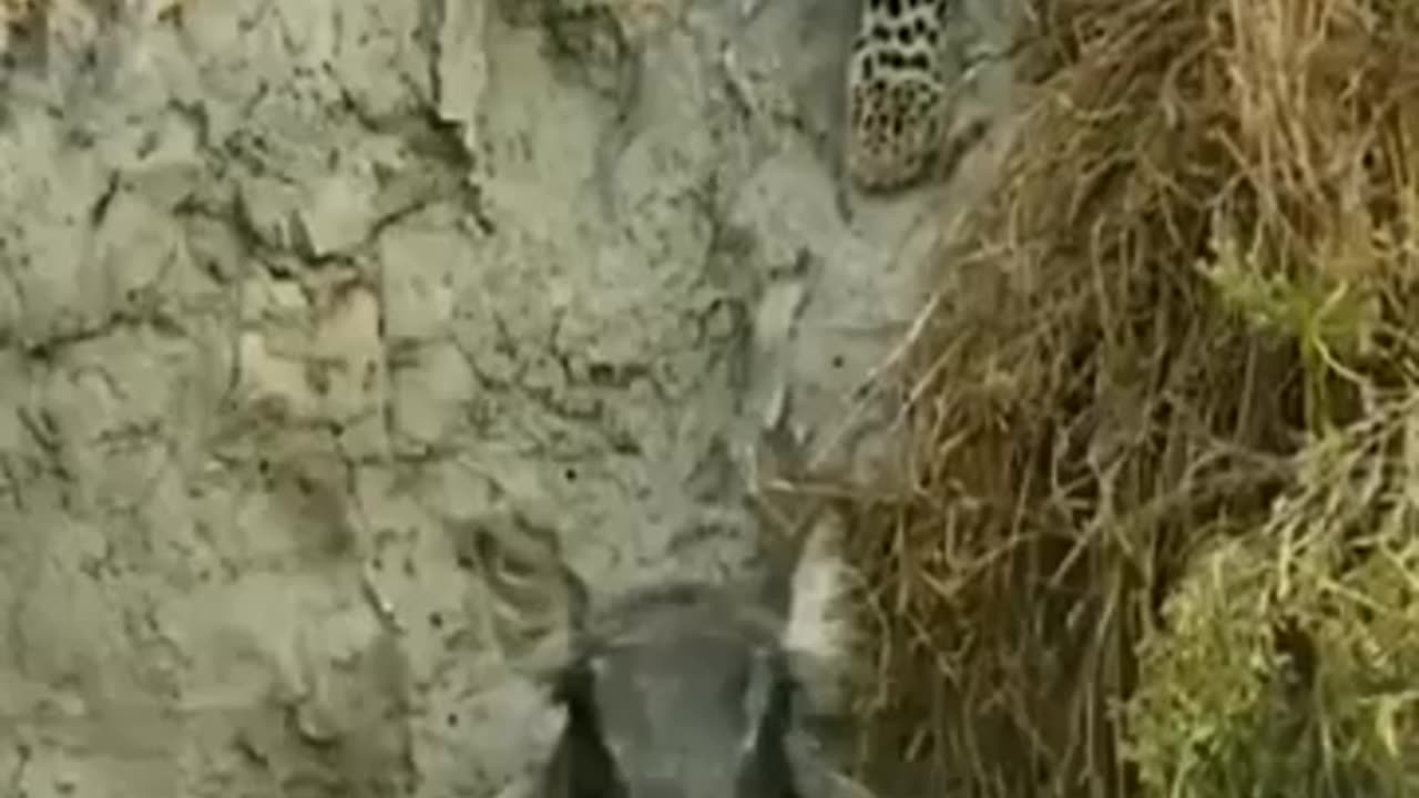 animals