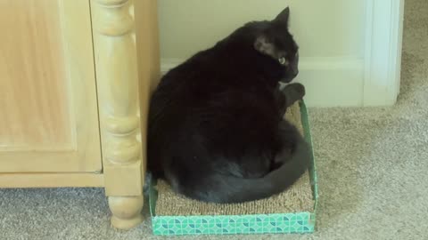 Cute Precious Piper is a Great Tuffet Model - My Adopted Shelter Cat Vlog