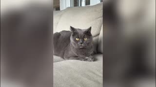 Difference Between Dogs and Cats