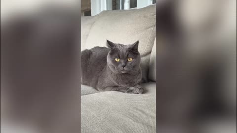 Difference Between Dogs and Cats