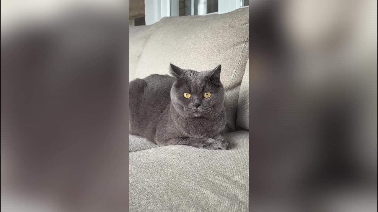 Difference Between Dogs and Cats