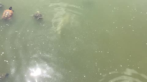 Mirror carp