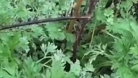 WORMWOOD GROWING IN THE WILD & WHAT IT DOES...