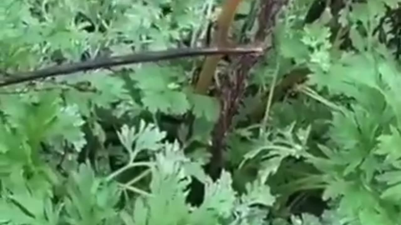 WORMWOOD GROWING IN THE WILD & WHAT IT DOES...