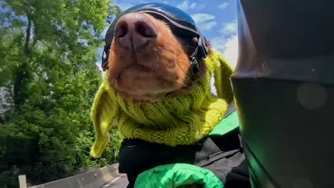 Motorcycling Doxie Has Teeth Whipped By Wind
