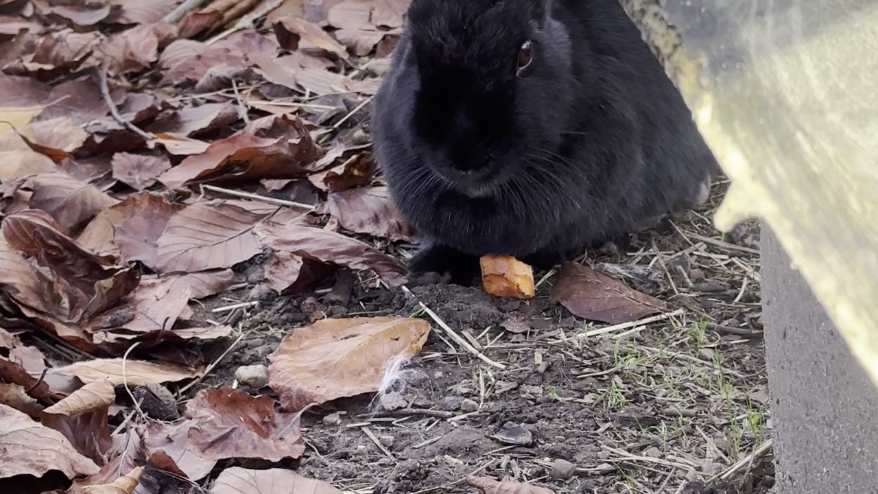 bunnies meeting a chicken for the first time! 🐔🐇