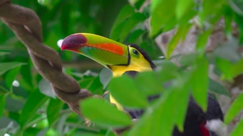 Relaxing Music , Anti-Stress Music, Relax and Meditation. "The Magic Forest"