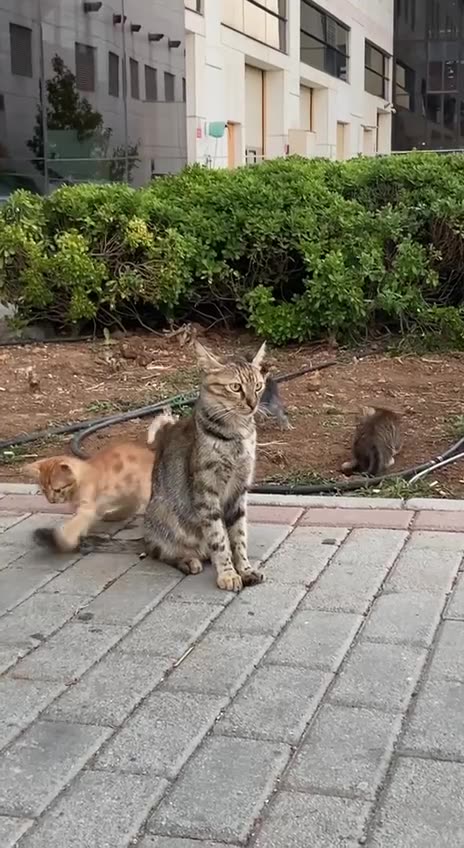 Dreaming of the quiet life of days past