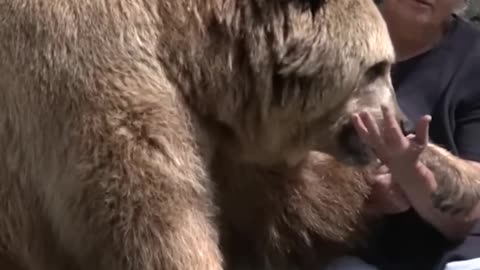 These Bears Have Better Family Meetings Than We Do