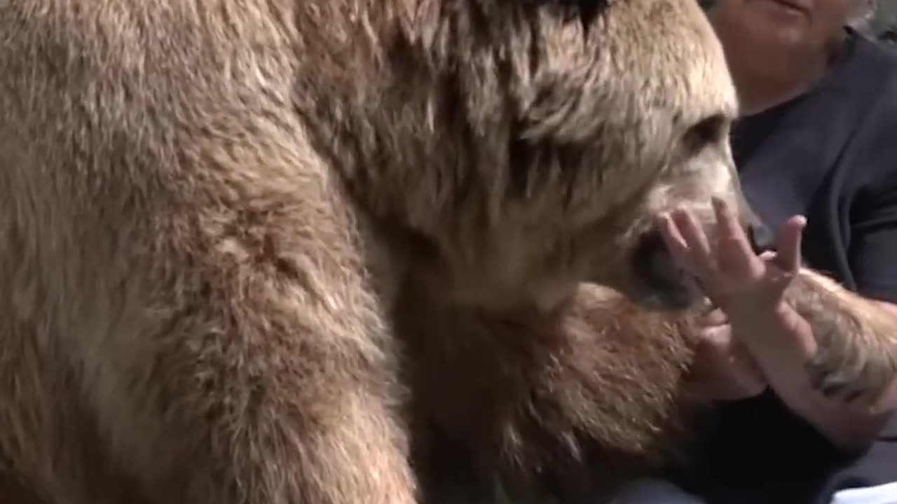 These Bears Have Better Family Meetings Than We Do