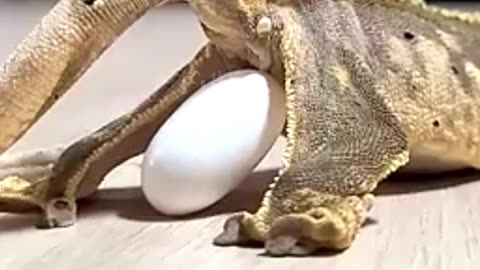 Pet Chameleon Laid Eggs!