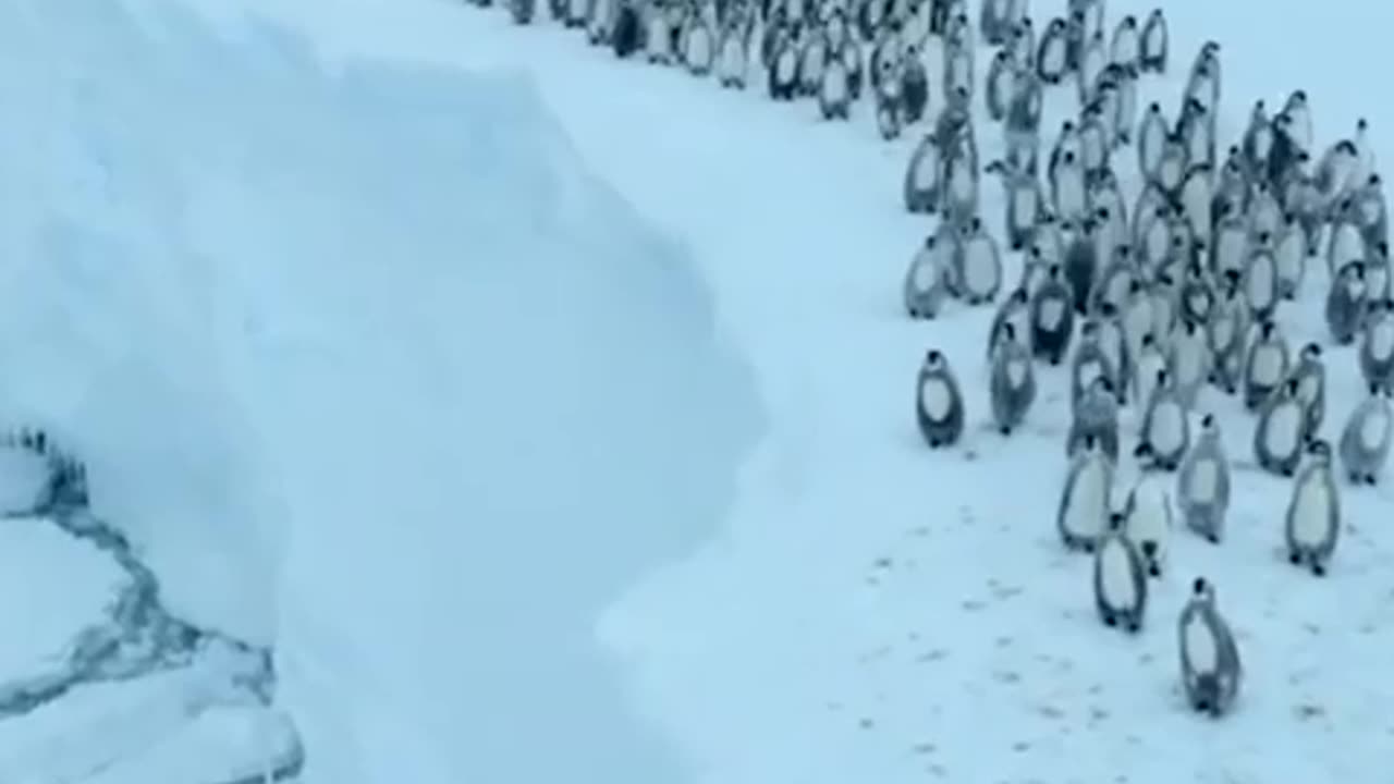A March to the Ocean!