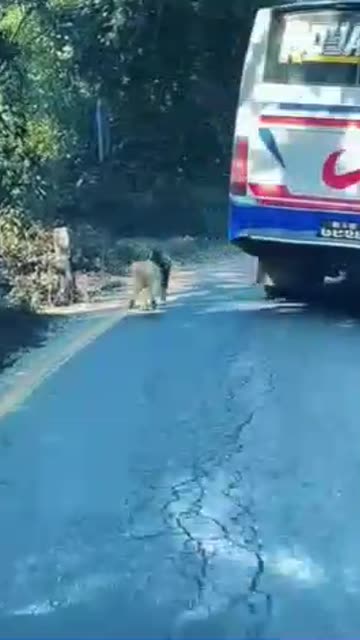 The hilarious puppy looking his owner in the bus