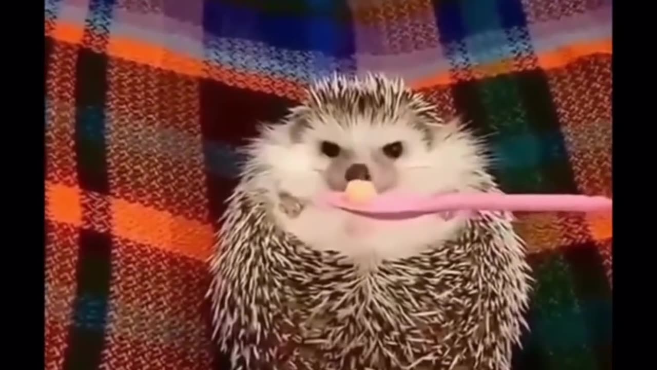 🤯🐹 Watch An Angry Hedgehog's Hilarious Reaction! | FeedMyCuriosity
