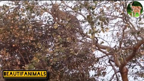 Leopard's beautiful jump to hunt wild dogs#