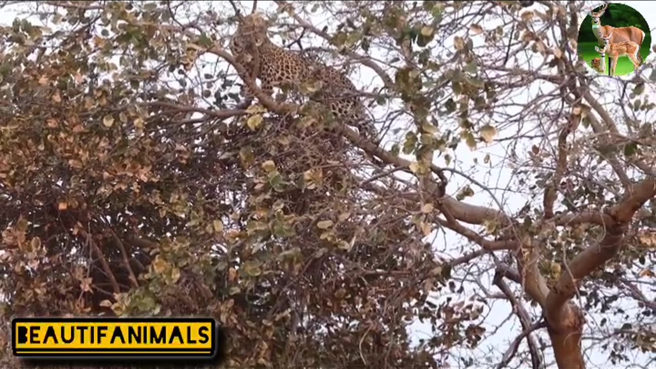 Leopard's beautiful jump to hunt wild dogs#