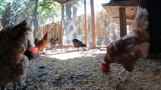 Backyard Chickens Fun Relaxing Video Sounds Noises Hens Roosters!