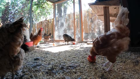 Backyard Chickens Fun Relaxing Video Sounds Noises Hens Roosters!