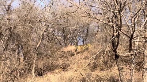 Tiger Attack in Jungle