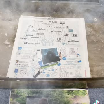 Tim Rifat TikTok Videos