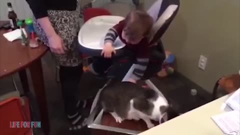 Funny Baby playing with cats
