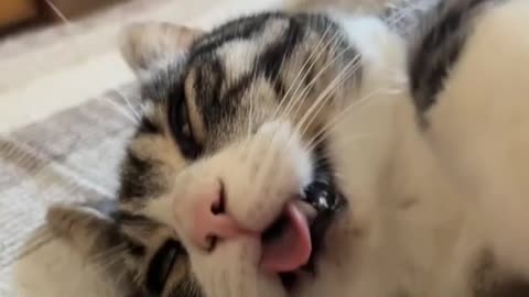 Funny sleeping cat 😺