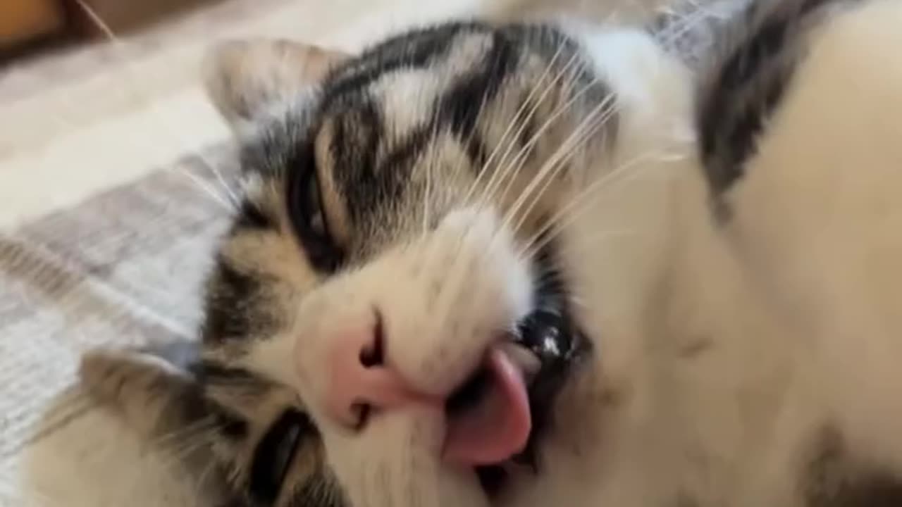 Funny sleeping cat 😺