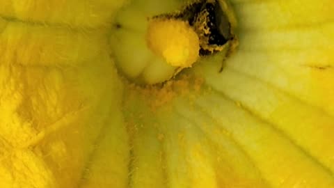 Perfect first Bee in the Morning Sun gets the Deepest Pollen bath of the day in a Pumpkin Blossom