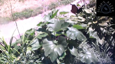Butch the Sunflower