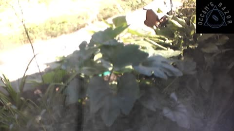 Butch the Sunflower