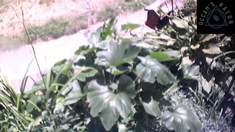 Butch the Sunflower