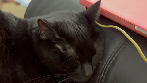 Cute Precious Piper Sleeps Very Peacefully - My Adopted Shelter Cat Vlog