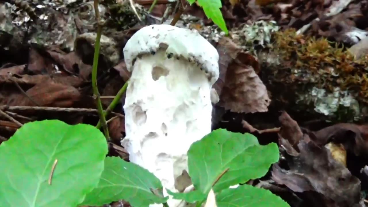 Mushroom