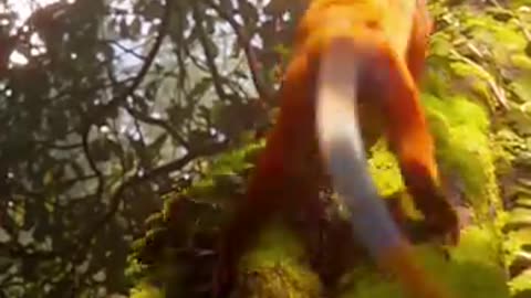 The Wilderness Teems with Fear: A Haunting Journey into Nature’s Dark Side
