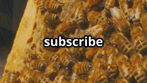 🐝🧠 Bees That Recognize Human Faces – With a Brain the Size of a Sesame Seed! 😲🌼