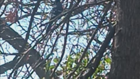 Blue Jay