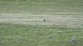 Birds at Jaya