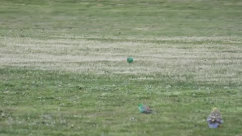 Birds at Jaya