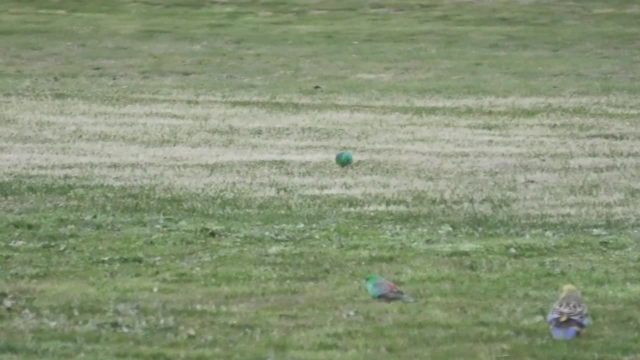 Birds at Jaya