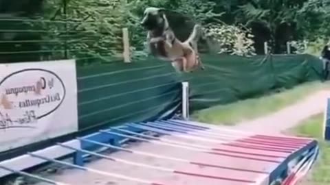 Super Dog